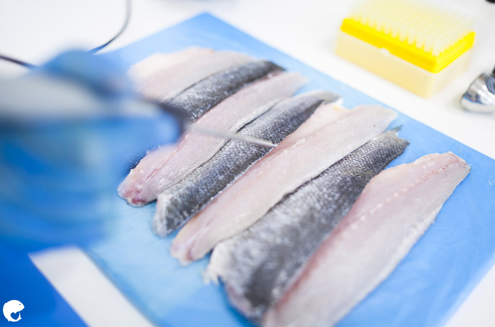 ULTRAFISH, A COMMITMENT TO SUSTAINABILITY