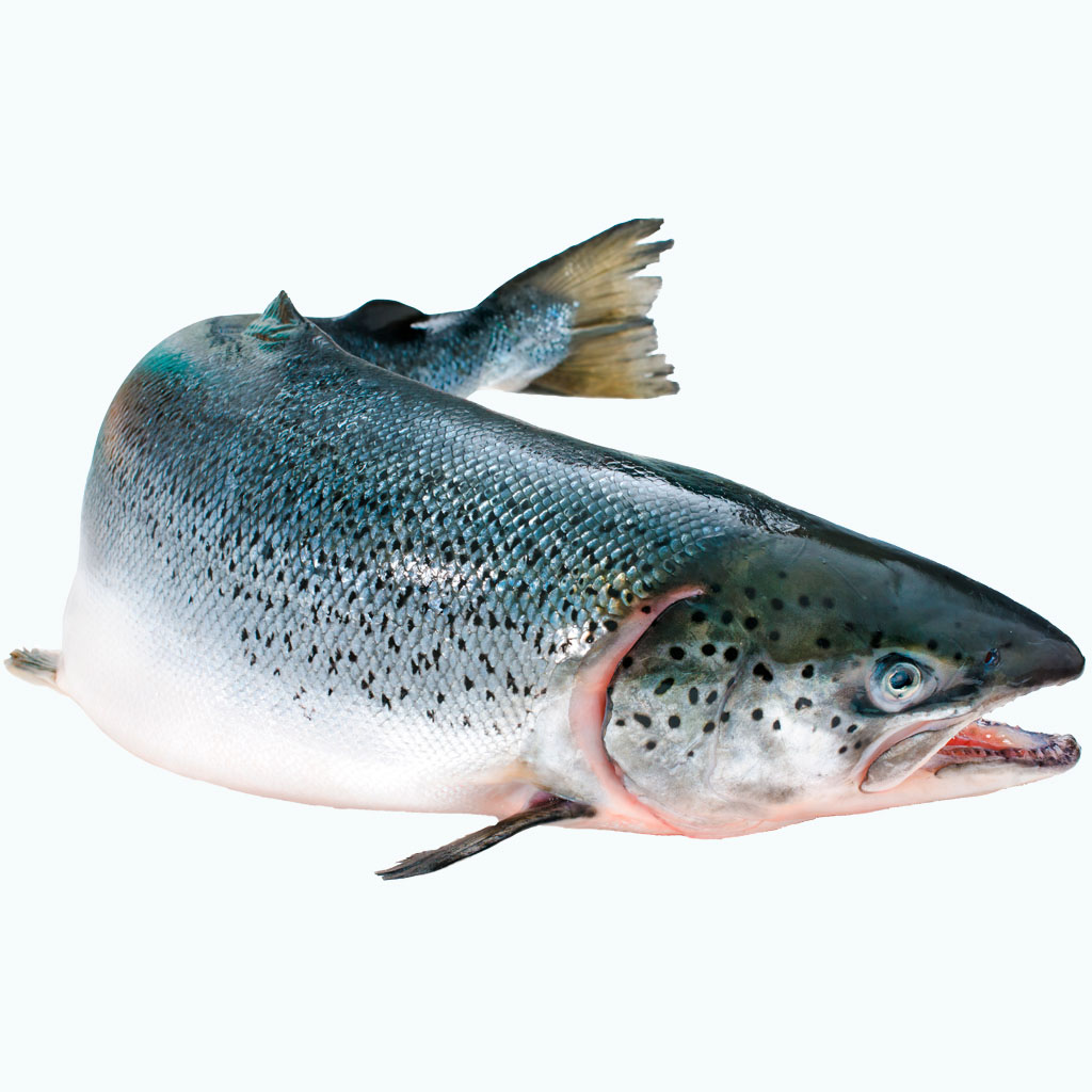 salmon-fresco-scanfisk