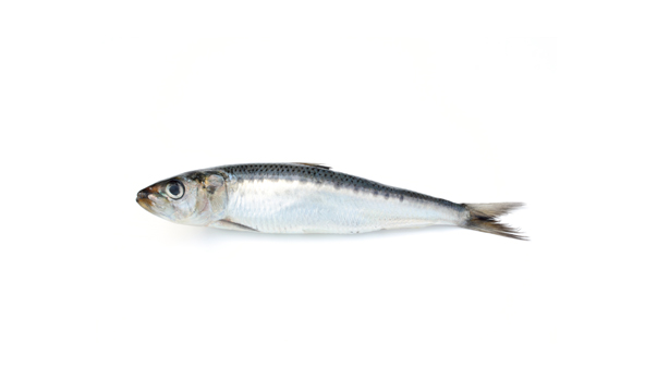 sardina-scanfisk