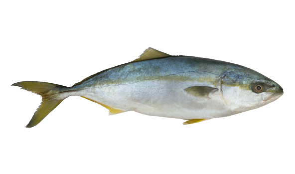 yellowtail-kingfish-scanfisk